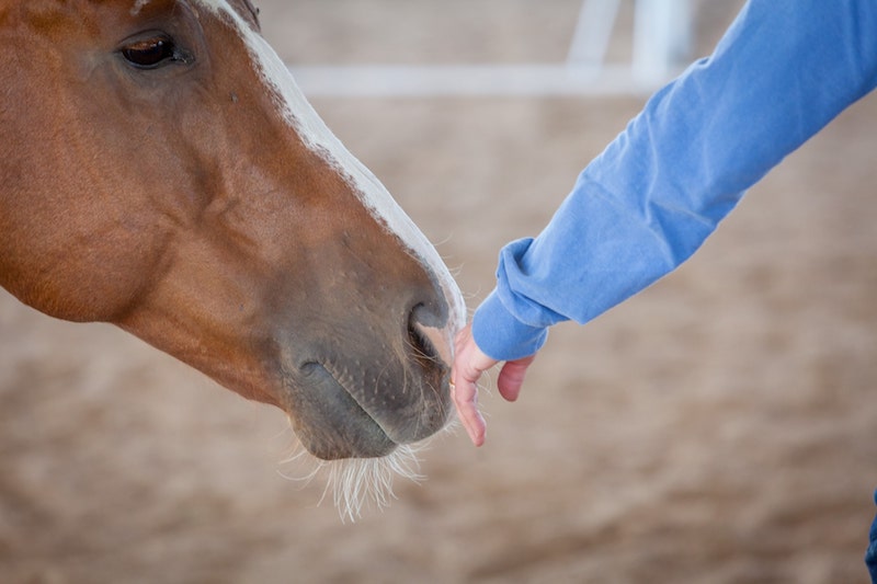 How Effective is the Equine Gestalt Coaching Program? Survey Shows Positive Results